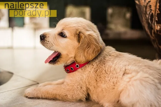 Jakim psem jest Golden Retriever?