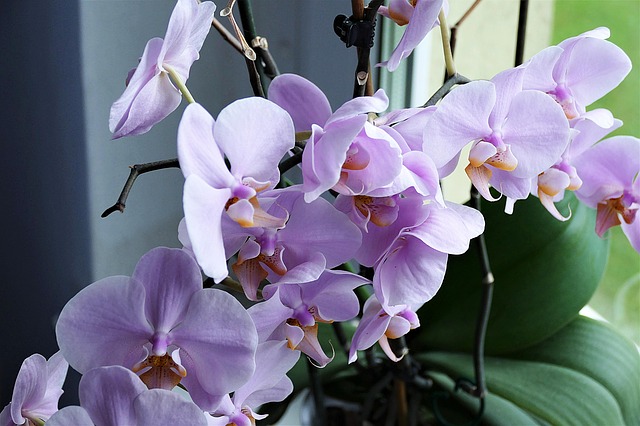 Jak pielęgnować orchidee w domu?
