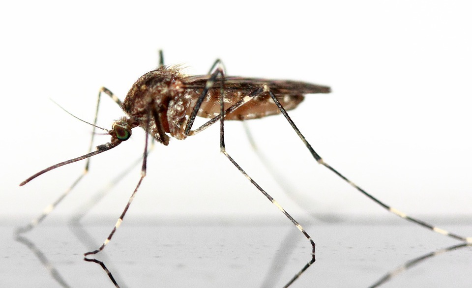 Jak skutecznie załagodzić ugryzienie komara?