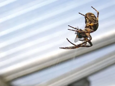 Jak pozbyć się pająków z domu- skuteczne sposoby