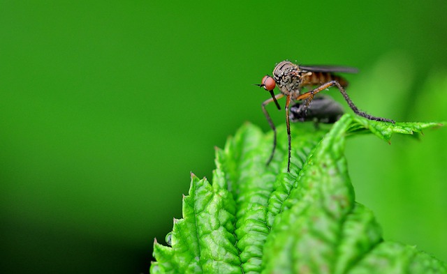 5 roślin, które odstraszają komary
