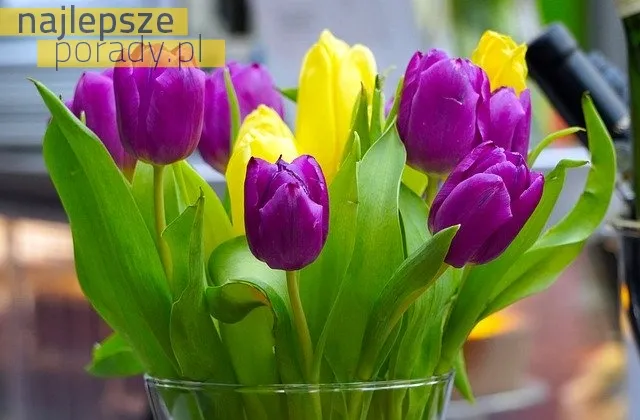 Jak pielęgnować cięte tulipany?
