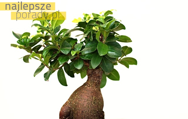 Jak pielęgnować Bonsai Ficus Ginseng?