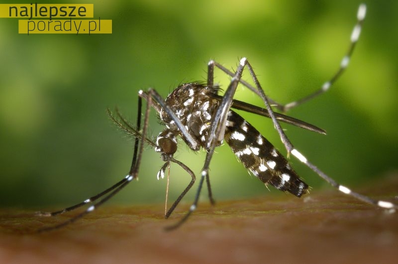 Komary – Jak się ich pozbyć?