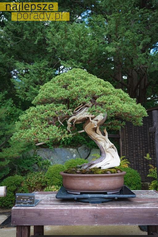 Jak pielęgnować drzewa bonsai?