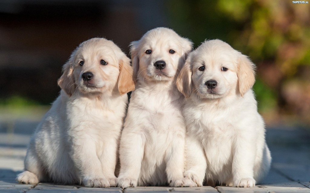 6 ras psów idealnych dla rodziny