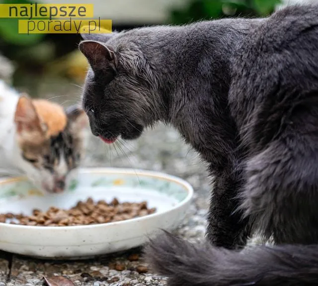 Jak wybrać odpowiednią karmę dla kota?