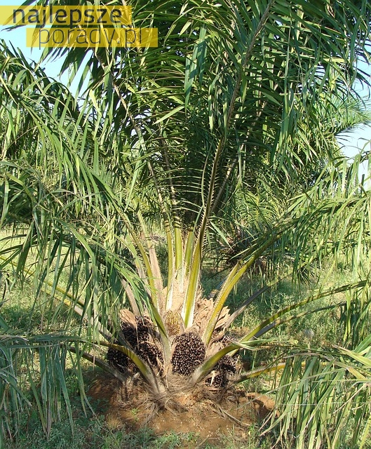 Czy olej palmowy jest szkodliwy?