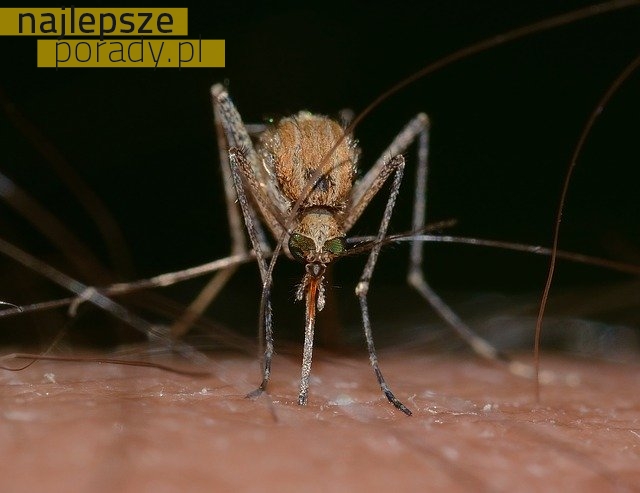 Skuteczne sposoby na ukąszenia komarów