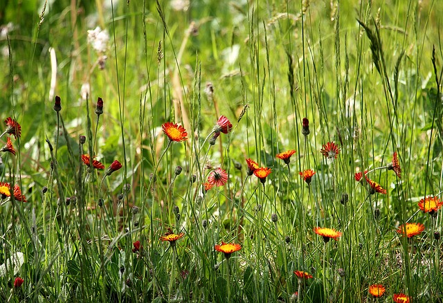 Ogrodowy hit — kwiatowa łąka!