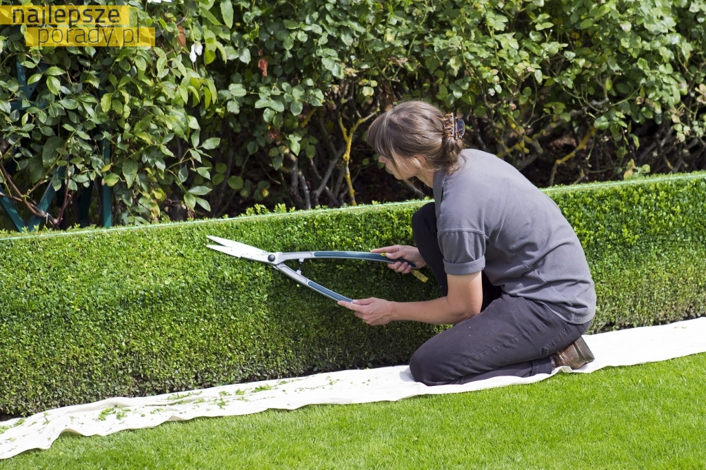 Jak bezpiecznie wykonywać prace ogrodowe?