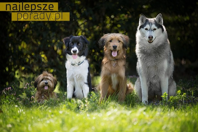 6 długowiecznych ras psów