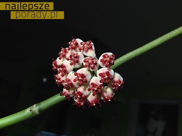 Hoya Kerrii - idealna roślina na Walentynki