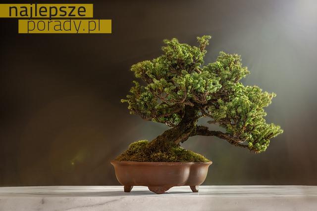 Jak pielęgnować drzewka bonsai?