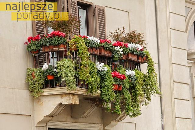 Jak pielęgnować kwiaty balkonowe?